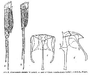 Donner, J (1943): Zoologischer Anzeiger 143 p.24, fig.2